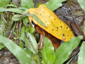 yellow frog 076